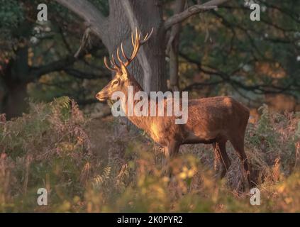 A majestic Red Deer Stag (Cervus elaphus) standing side, highlighted by the morning sun in the autumn colours of the  woodland  . Richmond, Uk Stock Photo