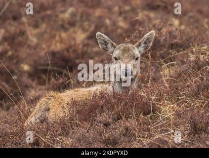 Un jeune Red Deer (Cervus elaphus) très doux se reposant dans la bruyère des collines écossaises. ROYAUME-UNI Banque D'Images