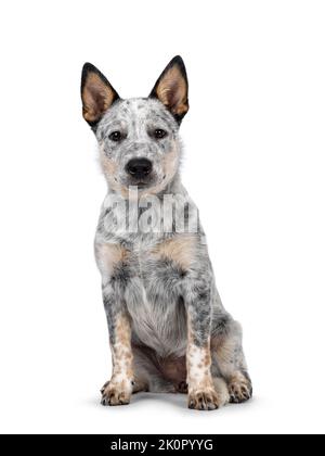 Chien de boucherie, assis face à l'avant. Un regard doux vers l'appareil photo. Isolé sur fond blanc. Bouche fermée. Banque D'Images