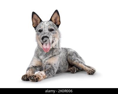 Chien de bouvier sucré, en posant les côtés sur le rebord. Un regard doux vers l'appareil photo. Isolé sur fond blanc. Ouvrez la bouche la langue vers l'extérieur panting. Banque D'Images