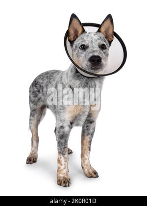Mignon petit chien de boucherie, debout sur les côtés portant un cône médical autour du cou. En regardant loin de l'appareil photo. Bouche fermée. Isolé sur un fond blanc. Banque D'Images