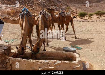 Chameaux eau potable d'un puits dans le désert du Sahara. L'arrosage d'un dromadaire floqué au puits Banque D'Images