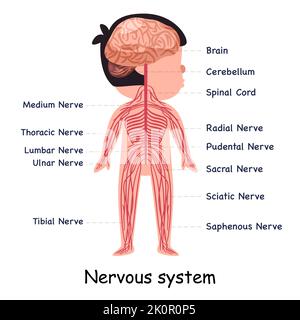 Système nerveux système nerveux système du corps anatomique organe interne illustration graphique Illustration de Vecteur