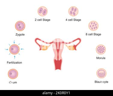 Conception scientifique du développement de l'embryon humain. Symboles colorés. Illustration vectorielle. Illustration de Vecteur