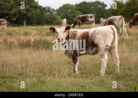 Vache et veau adultes Longhorn à Knepp Wilding Project Estate Banque D'Images