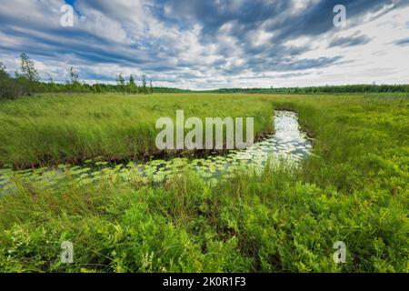 Ce fen, situé dans le comté de Door, Wisconsin, est l'un des biens protégés par la Fiducie de terre de comté de Door. Banque D'Images