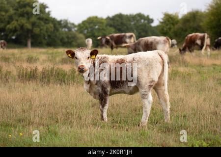 Vache et veau adultes Longhorn à Knepp Wilding Project Estate Banque D'Images