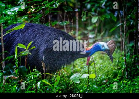 Cassowary du sud (Casuarius casuarius) dans la forêt tropicale luxuriante Etty Bay, près d'Innisfail, Queensland, Australie Banque D'Images