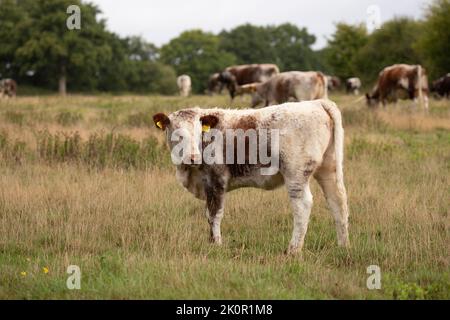 Vache et veau adultes Longhorn à Knepp Wilding Project Estate Banque D'Images