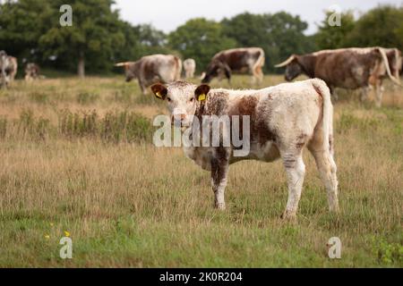 Vache et veau adultes Longhorn à Knepp Wilding Project Estate Banque D'Images