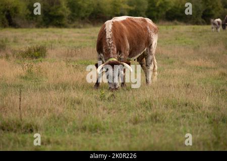 Vache et veau adultes Longhorn à Knepp Wilding Project Estate Banque D'Images