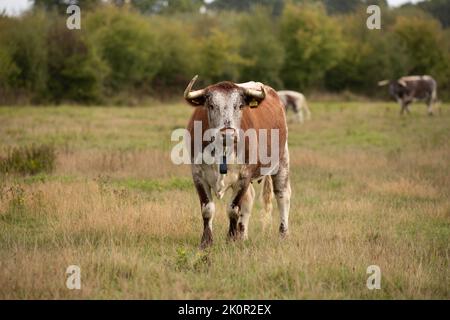 Vache et veau adultes Longhorn à Knepp Wilding Project Estate Banque D'Images