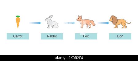 Conception scientifique de la chaîne alimentaire. La relation la plus importante dans Ecosystème. Symboles colorés. Illustration vectorielle. Illustration de Vecteur