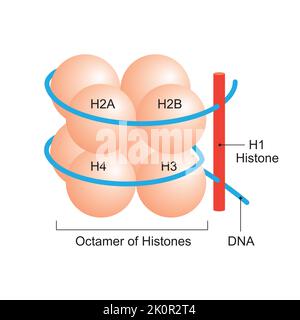 Conception scientifique de la structure de l'histone. Symboles colorés. Illustration vectorielle. Illustration de Vecteur