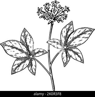 Fleur de ginseng sauvage dessinée à la main avec des feuilles isolées sur fond blanc. Illustration de vecteur botanique en style esquisse pour emballage, logo, scientifique Illustration de Vecteur