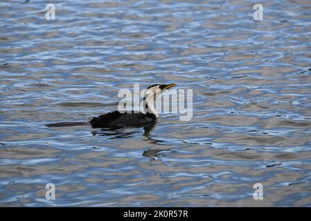 Vue latérale d'un petit cormorant à pied trempé assis au milieu d'un lac miroitant, sa tête légèrement inclinée vers le haut Banque D'Images