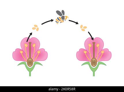 Conception scientifique du processus de pollinisation. Le facteur le plus important dans la fertilisation des plantes. Symboles colorés. Illustration vectorielle. Illustration de Vecteur