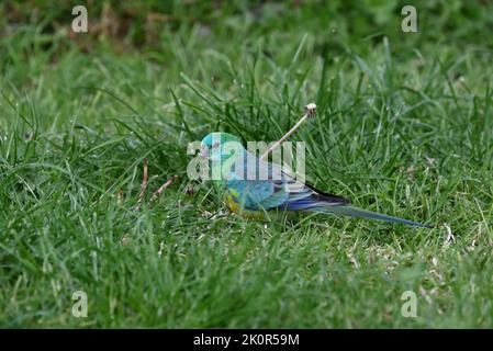 Vue latérale d'un perroquet rouge bien camouflé, debout dans une zone herbacée vert clair, tenant une collection de graines d'herbe dans son bec Banque D'Images