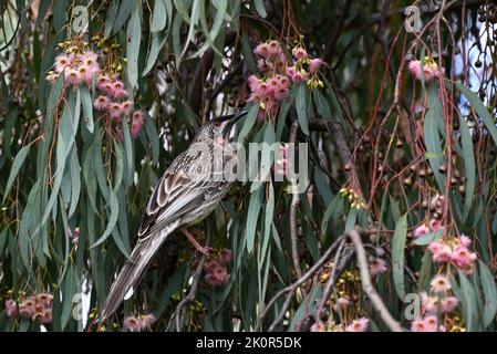 Le wattlebird rouge haut dans un arbre de gomme à fleurs, atteignant vers une fleur remplie de nectar avec son bec Banque D'Images