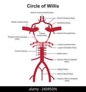 Conception scientifique de Willis Circle structure. L'anastomose circulatoire qui fournit du sang au cerveau. Symboles colorés. Illustration vectorielle. Illustration de Vecteur