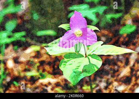 La peinture à l'aquarelle créée numériquement d'une fleur Trillium rose fleurit sur le sol de la forêt. Banque D'Images