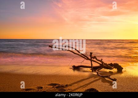 Coucher de soleil sur une plage de sable, morceau de bois flotté lavé par les vagues de marée. Image colorée en rouge, jaune et orange Banque D'Images
