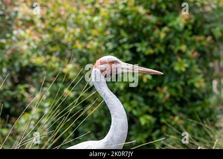 Une belle photo d'une brolga avec un long cou Banque D'Images