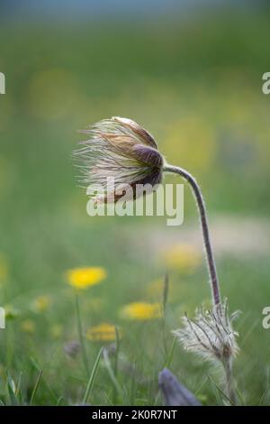 Fleur alpine de Pasque : Pulsatilla alpina. Tête de semences. Alpes suisses, Suisse. Banque D'Images