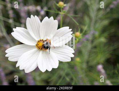 Une abeille recueille le pollen d'une fleur blanche, dans un jardin vert. Arrière-plan naturel, avec espace de texte à droite. Concept écologique. Banque D'Images