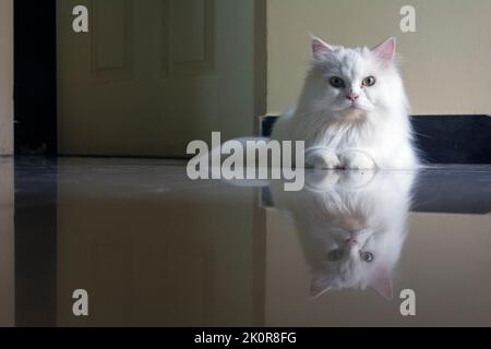 Animal de compagnie appelé chat persan assis sur le carrelage avec des réflexions Banque D'Images