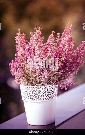 Décor d'automne : chiné rose dans un pot de fleurs blanches sur un balcon avec un fond flou de couleur automnale Banque D'Images