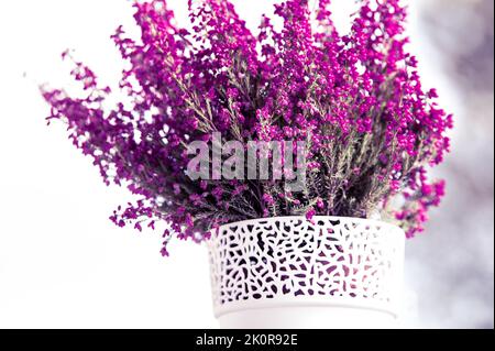 Décoration d'automne : chiné violet dans un pot de fleurs blanches sur un balcon avec un fond flou Banque D'Images