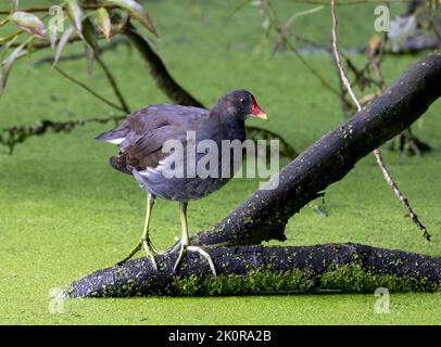 Un beau Mooren commun, (Gallinula chloropus), se dresse sur une branche, partiellement submergé dans un lac Banque D'Images