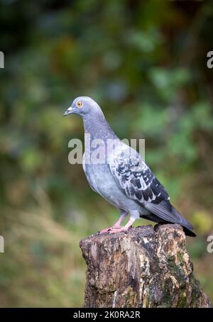 Un pigeon sauvage (Columba livia domestica), perché sur une souche d'arbre Banque D'Images