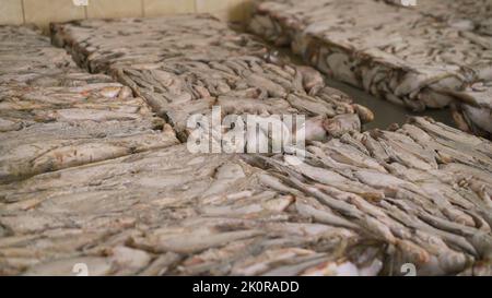 Brique de sprat surgelée sur la glace. Production biologique de petits poissons. Marché du poisson. Gros plan. Poisson congelé dans la production. Banque D'Images