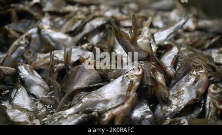 Le processus de saler le poisson dans une usine de poisson. Le processus de poisson séché. Saler le poisson Banque D'Images