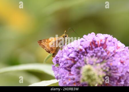 Grand skipper se nourrissant du nectar à partir des petites fleurs d'un racéme de bourgeon. Hertfordshire, Angleterre, Royaume-Uni. Banque D'Images