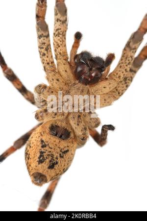 Araignée Nosferatu, le ventre et les outils de mastication de dessous, sur fond blanc, macro Banque D'Images