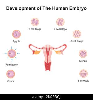 Conception scientifique du développement de l'embryon humain. Symboles colorés. Illustration vectorielle. Illustration de Vecteur