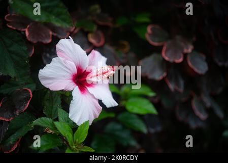 Hibiscus syriacus fleur gros plan. Rose de Sharon ou hibiscus syrien pétales roses Banque D'Images