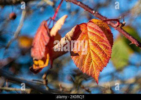 Feuille de Bramble orange et jaune en automne. Rubus fruticosus Banque D'Images