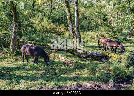 Poneys d'Exmoor en bois au bord du Tarn Moss Malham Banque D'Images