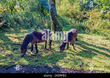 Poneys d'Exmoor en bois au bord du Tarn Moss Malham Banque D'Images