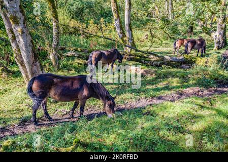 Poneys d'Exmoor en bois au bord du Tarn Moss Malham Banque D'Images