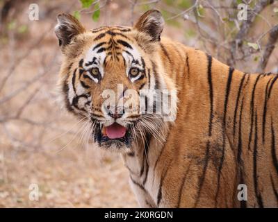 Matkasur - tigre mâle repéré dans le parc national de Tadoba Banque D'Images