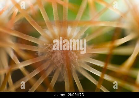 Prise de vue macro des épines de cactus. Gros plan avec des épines translucides. Banque D'Images