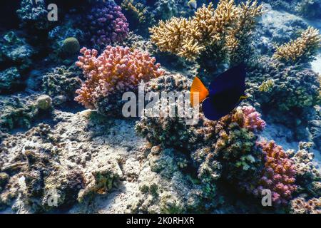 Tenon à queue jaune, poisson de mer à queue jaune (Zebrasoma xanthurum) eaux tropicales, vie marine Banque D'Images