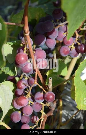 Les raisins bleus mûrs Banque D'Images