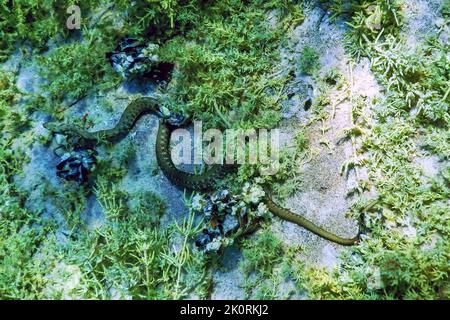 Serpent de dés (Natrix tessellata) nageant dans l'eau claire, faune sous-marine Banque D'Images