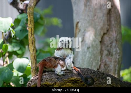 Un couple de tamarin en coton (Saguinus oedipus) dans un zoo Banque D'Images